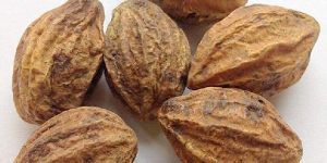 Terminalia Chebula (Myrobalan / Harad)