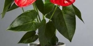 Tissue Culture Anthurium Plants