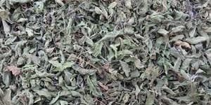 Ocimum Gratissimum / Ram Tulsi Leaves