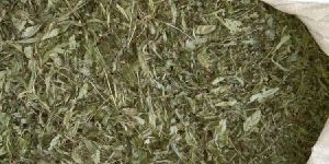 Stevia rebaudiana / Stevia Leaves