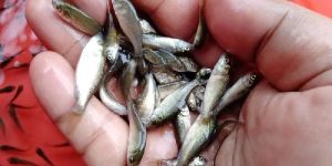 Amur Common Carp Fish Seeds
