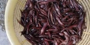 Desi Magur Fish Seeds