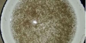 Grass Carp Fish Spawn