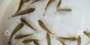 Japani Puti Fish Seeds