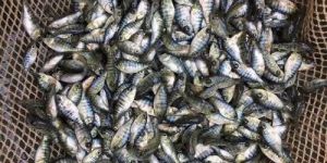 MonoSex Tilapia Seeds