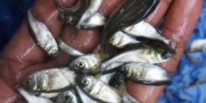 Silver Carp Fish Spawn