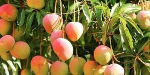 Alphonso Mango Plants