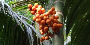 Inter C Mangala Arecanut Plant