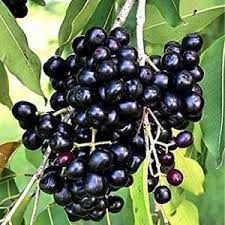 Jamun Plants