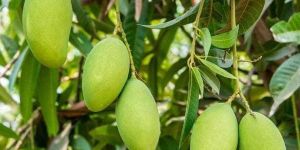 Kesar Mango Plants
