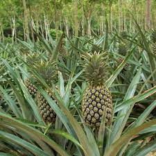 Pineapple Plants