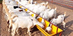 Goat Farming Service