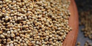 Pearl Millet