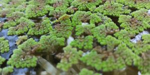 Azolla