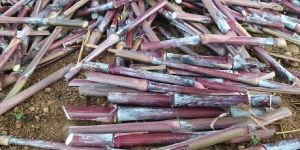 RED NAPIER GRASS STEMS