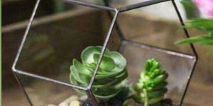 Tabletop Terrarium