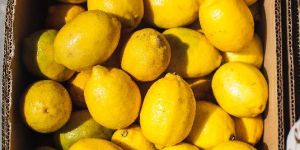 Fresh Lemon