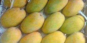 Fresh Kesar Mango