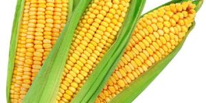 Fresh Maize