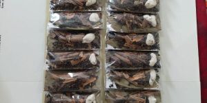 Garam Masala 20pc Blister Sheet