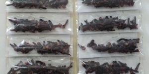 Clove 20pc Blister Sheet