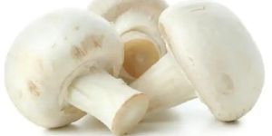 Fresh Button Mushroom