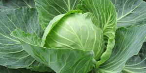 Fresh Cabbage