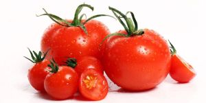 Fresh Tomato