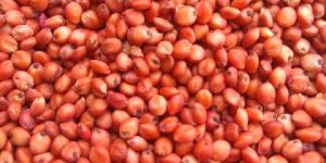 Red Sorghum Seeds