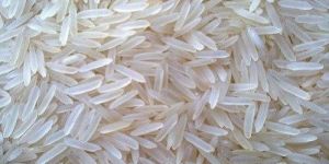 PR-47 Basmati Rice