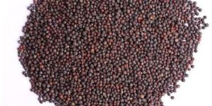Mustard Seeds