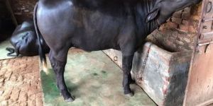 Black Murrah Buffalo