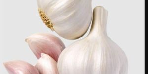 Garlic