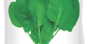 Hybrid Spinach Seeds