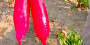 Soma 500 Hybrid Radish Seeds