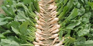 Palki 500 Hybrid Radish Seeds