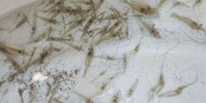 Scampi Prawn Seeds