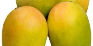 Fresh Kesar Mango