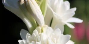 Fresh Tuberose Flowers