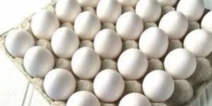White Poultry Eggs