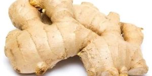 Organic Ginger