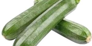 Fresh Green Zucchini