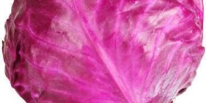 Fresh Red Cabbage