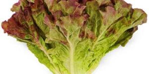 Fresh Red Lettuce