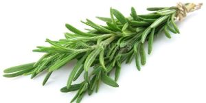 Fresh Rosemary Leaves