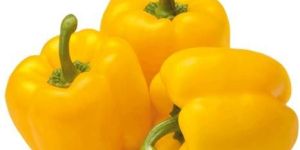 Fresh Yellow Capsicum