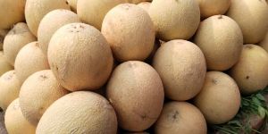 Muskmelon
