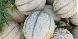 Vijaya Muskmelon