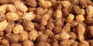 Semi Husked Coconuts