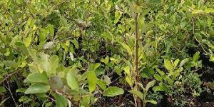 Apple Bear Pink Plants